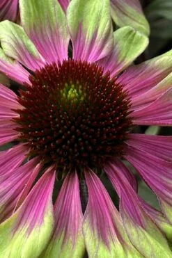 Sweet Sandia Coneflower (Echinacea) - 1 Gallon Pot -Garden Plant Shop echinacea purpurea sweet sandia coneflower 1