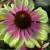 Sweet Sandia Coneflower (Echinacea) - 1 Gallon Pot