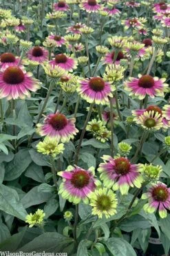 Sweet Sandia Coneflower (Echinacea) - 1 Gallon Pot -Garden Plant Shop echinacea purpurea sweet sandia coneflower 4