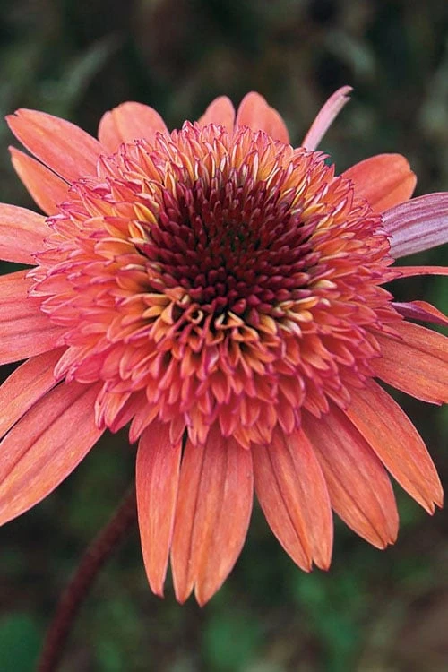 Raspberry Truffle Coneflower (Echinacea) - 1 Gallon Pot 1 Raspberry Truffle Coneflower (Echinacea) - 1 Gallon Pot