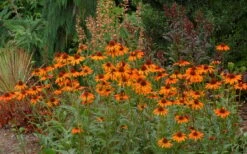 Tiki Torch Orange Coneflower (Echinacea) - 1 Gallon Pot -Garden Plant Shop echinacea tiki torch coneflower 10