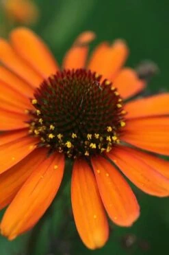 Tiki Torch Orange Coneflower (Echinacea) - 1 Gallon Pot -Garden Plant Shop echinacea tiki torch coneflower 12