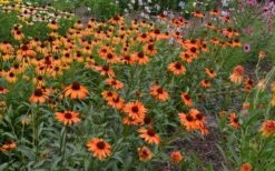 Tiki Torch Orange Coneflower (Echinacea) - 1 Gallon Pot -Garden Plant Shop echinacea tiki torch coneflower 13