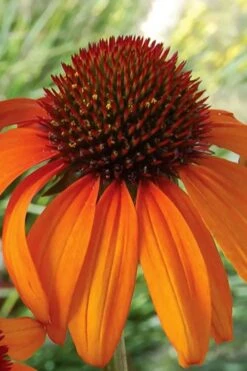 Tiki Torch Orange Coneflower (Echinacea) - 1 Gallon Pot -Garden Plant Shop echinacea tiki torch coneflower 14