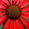 Tomato Soup Coneflower (Echinacea) - 1 Gallon Pot
