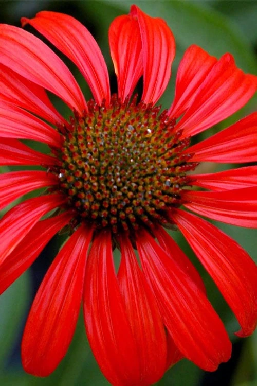 Tomato Soup Coneflower (Echinacea) - 1 Gallon Pot 1 Tomato Soup Coneflower (Echinacea) - 1 Gallon Pot