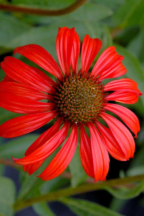 Tomato Soup Coneflower (Echinacea) - 1 Gallon Pot 5 Tomato Soup Coneflower (Echinacea) - 1 Gallon Pot - Image 5