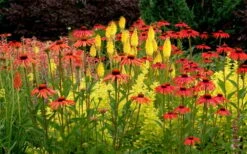 Tomato Soup Coneflower (Echinacea) - 1 Gallon Pot 12 Tomato Soup Coneflower (Echinacea) - 1 Gallon Pot -Garden Plant Shop echinacea tomato soup coneflower 5