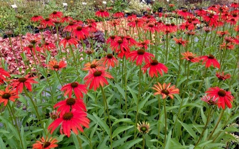 Tomato Soup Coneflower (Echinacea) - 1 Gallon Pot 4 Tomato Soup Coneflower (Echinacea) - 1 Gallon Pot - Image 4