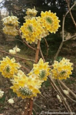 Edgeworthia Chrysantha - Paper Bush - 5 Gallon Pot -Garden Plant Shop edgeworthia chrysantha 200 3