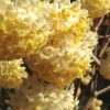 Snow Cream Edgeworthia Paper Bush - 3 Gallon