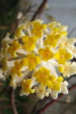 Snow Cream Edgeworthia Paper Bush - 3 Gallon -Garden Plant Shop edgeworthia snow cream 10