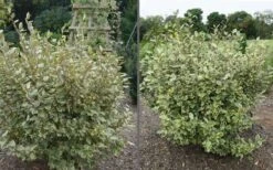 Olive Martini Elaeagnus - 3 Gallon Pot 8 Olive Martini Elaeagnus - 3 Gallon Pot -Garden Plant Shop elaeagnus olive martini 11
