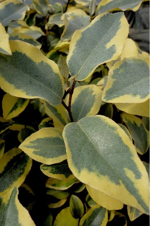 Olive Martini Elaeagnus - 3 Gallon Pot 1 Olive Martini Elaeagnus - 3 Gallon Pot