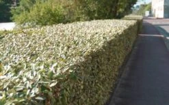 Olive Martini Elaeagnus - 3 Gallon Pot 9 Olive Martini Elaeagnus - 3 Gallon Pot -Garden Plant Shop elaeagnus olive martini 13