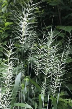 Bottle Brush Grass (Elymus Hystrix) - 1 Gallon Pot -Garden Plant Shop elymus hystrix bottlebrush grass 3