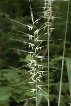 Bottle Brush Grass (Elymus Hystrix) - 1 Gallon Pot -Garden Plant Shop elymus hystrix bottlebrush grass 4