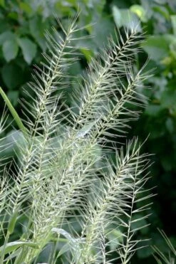 Bottle Brush Grass (Elymus Hystrix) - 1 Gallon Pot -Garden Plant Shop elymus hystrix bottlebrush grass 5