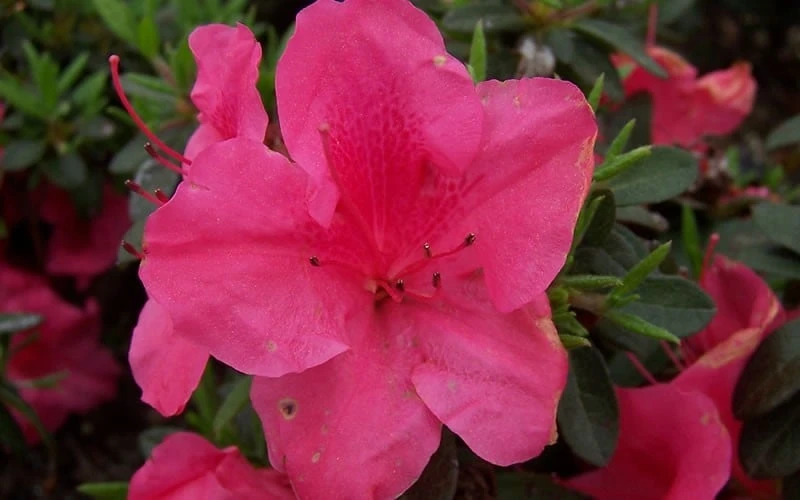 Autumn Carnival Encore Azalea - 1 Gallon Pot 4 Autumn Carnival Encore Azalea - 1 Gallon Pot - Image 4