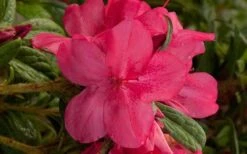 Autumn Jewel Encore Azalea - 3 Gallon Pot 7 Autumn Jewel Encore Azalea - 3 Gallon Pot -Garden Plant Shop encore azalea autumn jewel 2