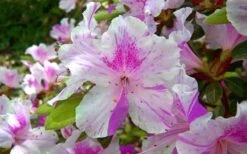 Autumn Twist Encore Azalea - 1 Gallon Pot -Garden Plant Shop encore azalea autumn twist