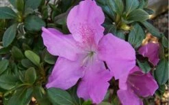 Autumn Lilac Encore Azalea - 6 Pack Of 1 Gallon Pots -Garden Plant Shop encore azalea autumnlilac 2