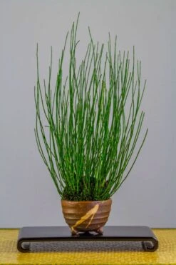 Dwarf Horsetail Reed Grass (Equisetum Scirpoides) - 1 Gallon Pot -Garden Plant Shop equisetum scirpoides dwarf horsertail grass 2