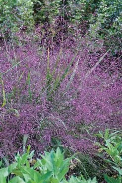 Purple Lovegrass - Eragrostis Spectabilis - 6 Pack Of 1 Gallon Pots