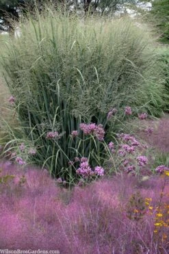 Purple Lovegrass - Eragrostis Spectabilis - 6 Pack Of 1 Gallon Pots -Garden Plant Shop eragrostis spectabilis purple lovegrass 6