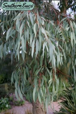 Angus Cold Hardy Eucalyptus Tree (Eucalyptus Nicholii) - Quart Pot -Garden Plant Shop eucalyoptus nicholii angus 1 4