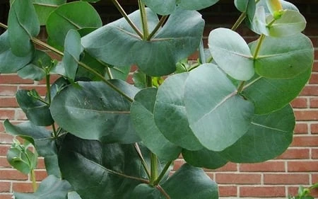 Big O Cold Hardy Eucalyptus Tree (Eucalyptus Neglecta) - 6 Pack Of 1 Gallon Pots 7 Big O Cold Hardy Eucalyptus Tree (Eucalyptus Neglecta) - 6 Pack Of 1 Gallon Pots - Image 7