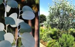 Mappa Tassie Cold Hardy Eucalyptus Tree (Eucalyptus Pauciflora) - Quart Pot -Garden Plant Shop eucalyptus mappa tassie combo 2