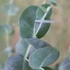 Big O Cold Hardy Eucalyptus Tree (Eucalyptus Neglecta) - 2 Gallon Pot