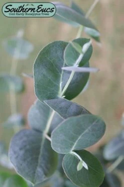 Big O Cold Hardy Eucalyptus Tree (Eucalyptus Neglecta) - 3 Quart Pot
