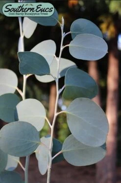 Mappa Tassie Cold Hardy Eucalyptus Tree (Eucalyptus Pauciflora) - 3 Quart Pot