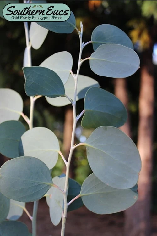 Mappa Tassie Cold Hardy Eucalyptus Tree (Eucalyptus Pauciflora) - 2 Gallon Pot 1 Mappa Tassie Cold Hardy Eucalyptus Tree (Eucalyptus Pauciflora) - 2 Gallon Pot