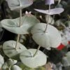 Luna Cold Hardy Eucalyptus Tree (Eucalyptus Perriniana) - 3 Quart Pot