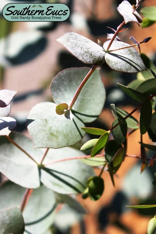 Maggie Cold Hardy Eucalyptus Tree (Eucalyptus Nova Anglica) - 2 Gallon Pot 1 Maggie Cold Hardy Eucalyptus Tree (Eucalyptus Nova Anglica) - 2 Gallon Pot