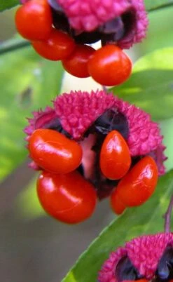 American Strawberry Bush - 3 Gallon Pot 21 American Strawberry Bush - 3 Gallon Pot -Garden Plant Shop euonymus americanus american strawberry bush 1