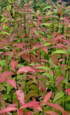 American Strawberry Bush - 3 Gallon Pot 20 American Strawberry Bush - 3 Gallon Pot -Garden Plant Shop euonymus americanus american strawberry bush 10