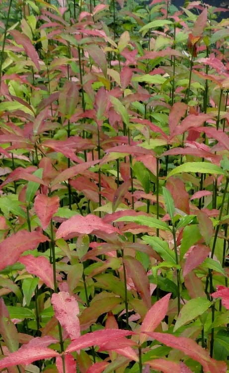 American Strawberry Bush - 3 Gallon Pot 10 American Strawberry Bush - 3 Gallon Pot - Image 10