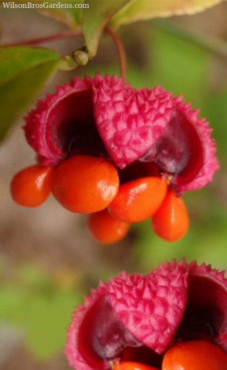 American Strawberry Bush - 3 Gallon Pot 1 American Strawberry Bush - 3 Gallon Pot