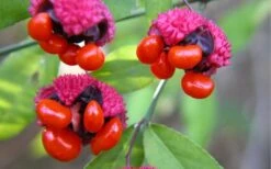 American Strawberry Bush - 3 Gallon Pot 14 American Strawberry Bush - 3 Gallon Pot -Garden Plant Shop euonymus americanus american strawberry bush 2