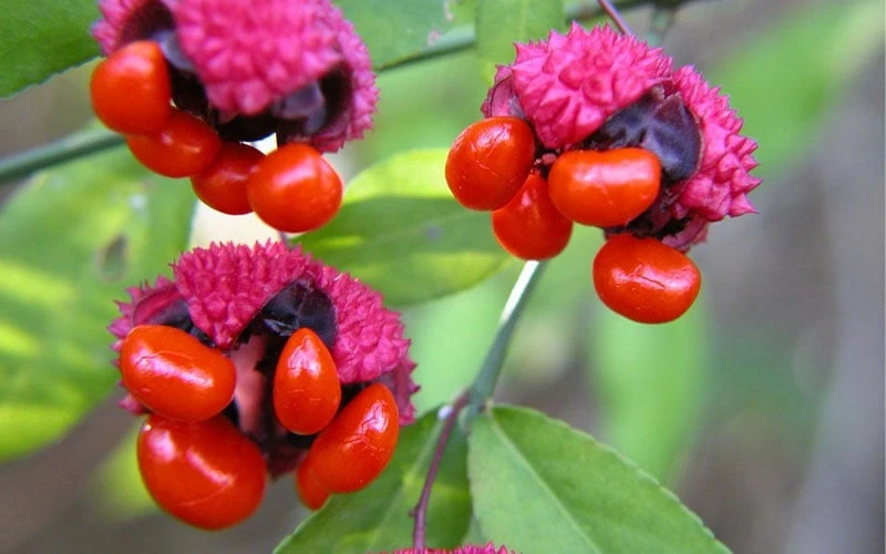 American Strawberry Bush - 3 Gallon Pot 4 American Strawberry Bush - 3 Gallon Pot - Image 4