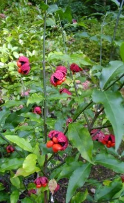 American Strawberry Bush - 3 Gallon Pot 16 American Strawberry Bush - 3 Gallon Pot -Garden Plant Shop euonymus americanus american strawberry bush 4