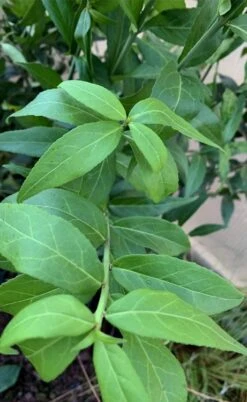 American Strawberry Bush - 3 Gallon Pot 17 American Strawberry Bush - 3 Gallon Pot -Garden Plant Shop euonymus americanus american strawberry bush 5