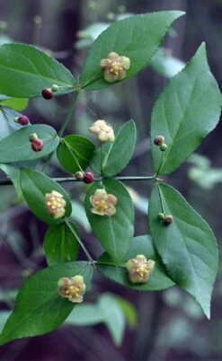 American Strawberry Bush - 3 Gallon Pot 18 American Strawberry Bush - 3 Gallon Pot -Garden Plant Shop euonymus americanus american strawberry bush 6