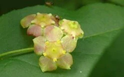 American Strawberry Bush - 3 Gallon Pot 15 American Strawberry Bush - 3 Gallon Pot -Garden Plant Shop euonymus americanus american strawberry bush 8
