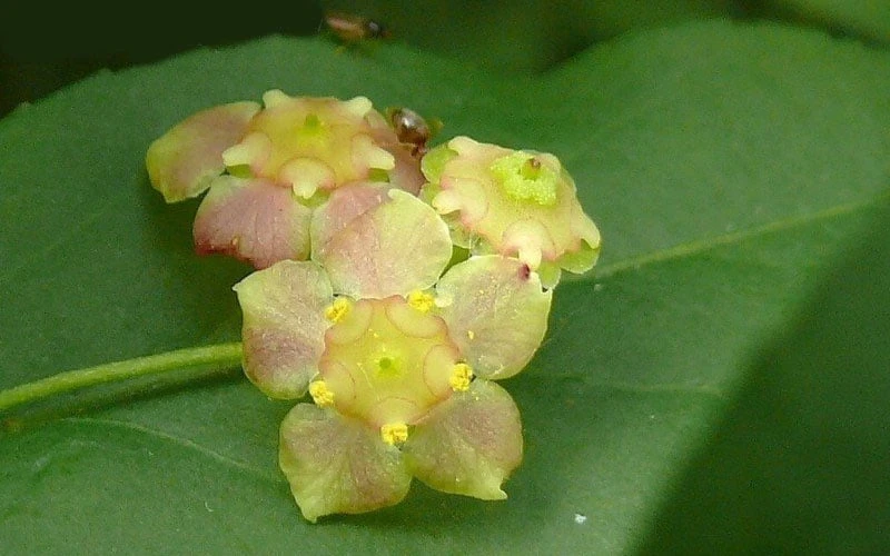 American Strawberry Bush - 3 Gallon Pot 5 American Strawberry Bush - 3 Gallon Pot - Image 5