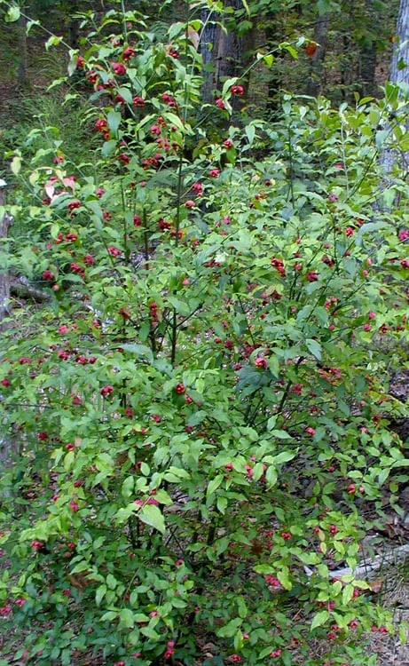 American Strawberry Bush - 3 Gallon Pot 9 American Strawberry Bush - 3 Gallon Pot - Image 9
